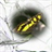 Animateddrawingbutterfly Wallpaper icon