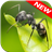 Ant Wallpapers icon