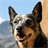 Australian Cattle Dog Wallpapers icon