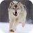 Arctic Wolf Live Wallpaper icon
