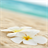 Beach Lilies Lock Screen icon