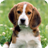Beagle Live Wallpaper 1.3