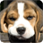 Beagle Dog Wallpaper icon