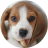 Beagle Wallpapers HD icon