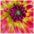 Beautiful Flowers Wallpapers icon