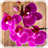 Beautiful Orchids Live Wallpaper icon