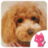 Beautiful Poodle toy images icon