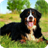Bernese Mountain Dog Live Wallpaper icon