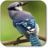 Bird Wallpapers icon