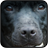 Black Dogs Wallpapers icon