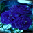 Blue Roses Live Wallpaper icon