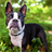 Boston Terriers Wallpapers icon