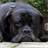 bullmastiffs wallpapers icon