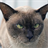 Burmese Cats Wallpapers icon