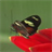Butterflydance Wallpaper icon