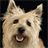 Cairn Terrier Wallpapers icon