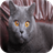 British Shorthair Cats Wallpapers icon