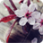 Cherry Blossoms Wallpaper icon