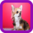 Chihuahua Wallpapers APK Download