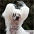 Chinese Crested Dog Wallpapers icon