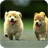 Chow Chow Dog Live Wallpaper icon