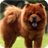 Chow Chow Pack 2 Live Wallpaper icon