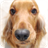 Cocker Dogs Pack 2 Live Wallpaper icon