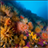 Coral reef live wallpaper Free icon