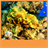 Coral Reef Live Wallpapers APK Download