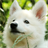 cute baby dog wallpaper icon