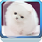 Cute Japanese Spitz icon