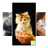 Cute Kitten Wallpapers icon
