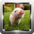 Little Pig Wallpapers icon