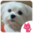 Beautiful Maltese wallpaper icon