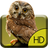 Cute Owl Live Wallpaper version 1.0