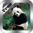 Cute Panda Live Wallpaper Free icon