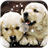 Cute Puppy Lock Screen version 1.1
