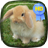 Cute Rabbit Jump Live Wallpaper icon