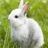 Cute rabbit 3D Live Wallpaper icon
