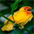 Cute Yellow Bird LWP icon
