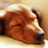 Dachshund dogs 3D Wallpaper icon