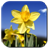 Daffodils Video Live Wallpaper icon