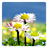Daisy Flowers HD Free APK Download
