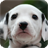 Dalmatian Dog Live Wallpaper Animal APK Download