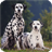 Dalmatian Pack 2 Live Wallpaper icon