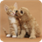 Dog and Cat Wallpaper icon
