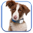 Dog Licks Screen Video LWP icon