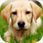 Dog Set Wallpapers icon