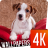Dog wallpapers 4k icon