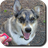 Dog Trainer icon